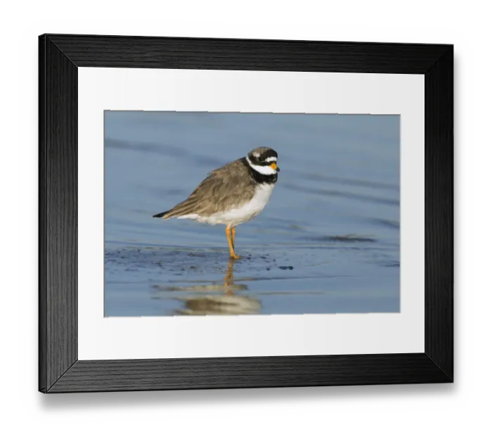 Framed Print : Common Ringed Plover (Charadrius hiaticula), Callantsoog, Noord-Holland, The Netherlands Framed Print : Common Ringed Plover (Charadrius hiaticula), Callantsoog, Noord-Holland, The Netherlands