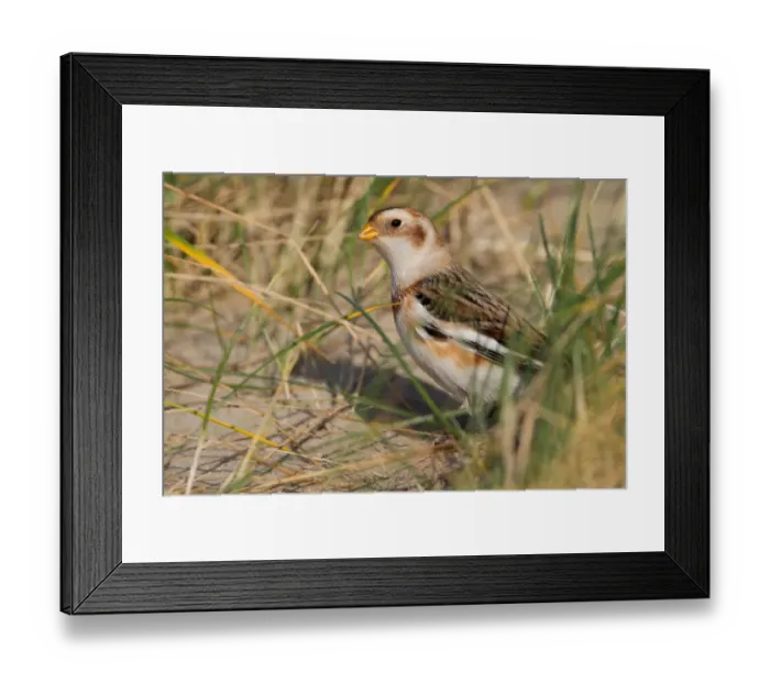 Framed Print : Snow Bunting (Plectrophenax nivalis) foraging on seeds, The Netherlands, Noord-Holland Framed Print : Snow Bunting (Plectrophenax nivalis) foraging on seeds, The Netherlands, Noord-Holland