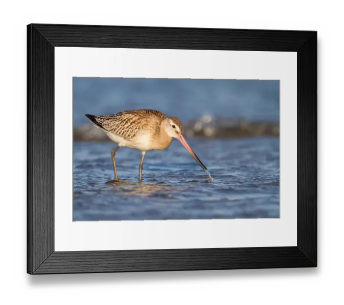 Framed Print : Bar-Tailed Godwit (Limosa lapponica) foraging along the shoreline, The Netherlands Framed Print : Bar-Tailed Godwit (Limosa lapponica) foraging along the shoreline, The Netherlands