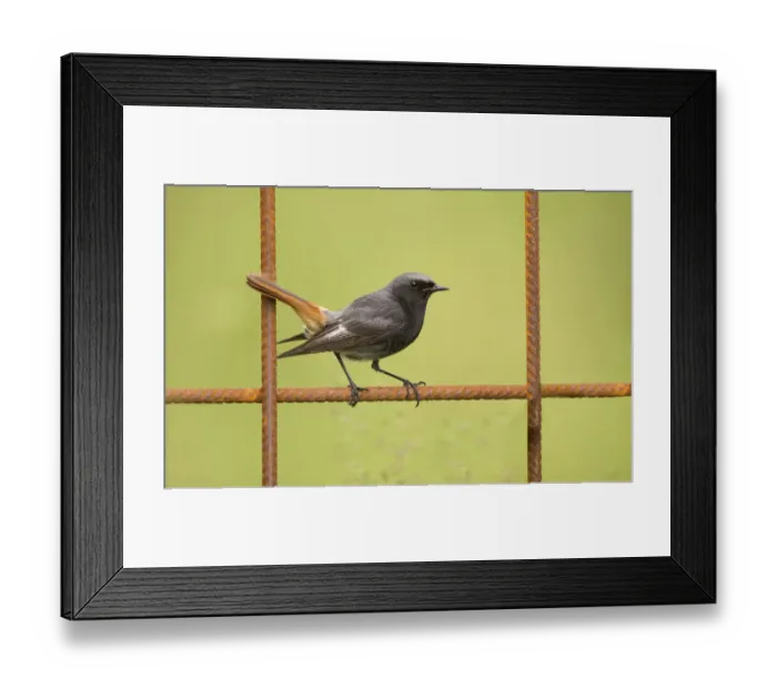 Framed Print : Male Black redstart (Phoenicurus ochruros) resting on a fence, The Netherlands Framed Print : Male Black redstart (Phoenicurus ochruros) resting on a fence, The Netherlands