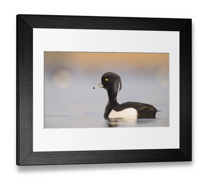 Framed Print : Male Tufted duck (Aythya fuligula) close-up, The Netherlands, Noord-Holland Framed Print : Male Tufted duck (Aythya fuligula) close-up, The Netherlands, Noord-Holland