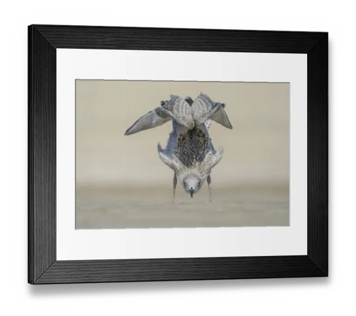 Framed Print : Young Herring Gull (Larus argentatus) behaves like a yoga instructor, The Netherlands Framed Print : Young Herring Gull (Larus argentatus) behaves like a yoga instructor, The Netherlands