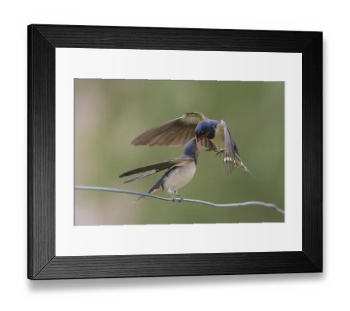 Framed Print : Juvenile Barn Swallow (Hirundo rustica) getting food from one of its parents Framed Print : Juvenile Barn Swallow (Hirundo rustica) getting food from one of its parents