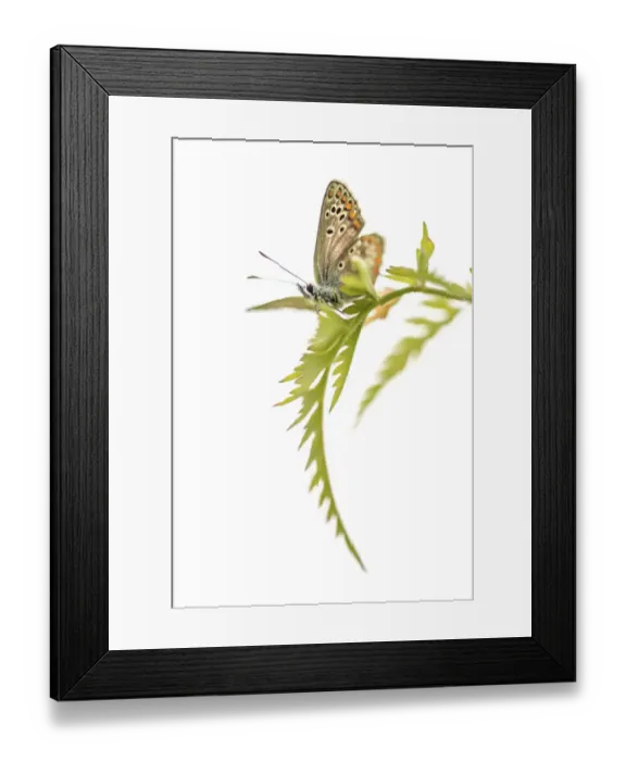 Framed Print : female Brown Argus (Aricia agestis) warming up on Cow Parsley (Anthriscus sylvestris) Framed Print : female Brown Argus (Aricia agestis) warming up on Cow Parsley (Anthriscus sylvestris)