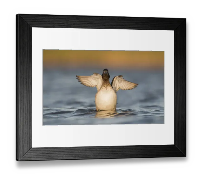 Framed Print : Female tufted duck (Aythya fuligula) stretching wings, The Netherlands, Noord-Holland Framed Print : Female tufted duck (Aythya fuligula) stretching wings, The Netherlands, Noord-Holland
