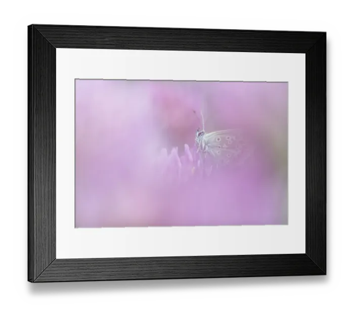 Framed Print : Brown Argus (Aricia agestis) resting on Red Clover (Trifolium pratense), the Netherlands Framed Print : Brown Argus (Aricia agestis) resting on Red Clover (Trifolium pratense), the Netherlands
