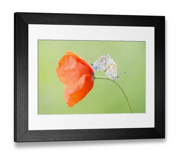 Framed Print : two Brown Argus (Aricia agestis) copulating on Common Poppy (Papaver rhoeas)