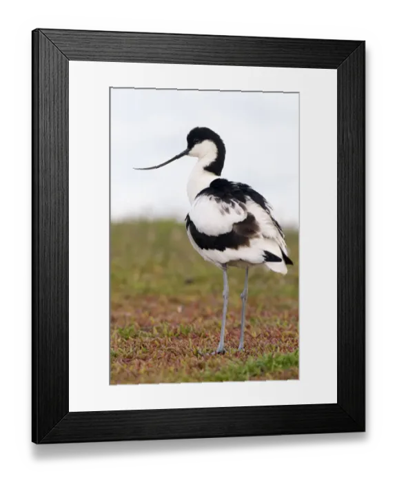 Framed Print : Pied Avocet (Recurvirostra avosetta) standing, Texel, Noord-Holland, Netherlands Framed Print : Pied Avocet (Recurvirostra avosetta) standing, Texel, Noord-Holland, Netherlands