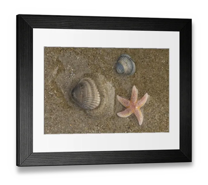 Framed Print : Common Starfish (Asterias rubens) and Common Cockle (Cerastoderma edule) on the beach Framed Print : Common Starfish (Asterias rubens) and Common Cockle (Cerastoderma edule) on the beach