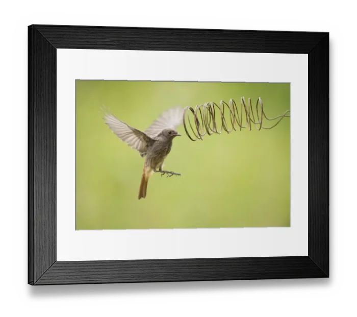 Framed Print : Female Black redstart (Phoenicurus ochruros) flying towards an iron spiral Framed Print : Female Black redstart (Phoenicurus ochruros) flying towards an iron spiral