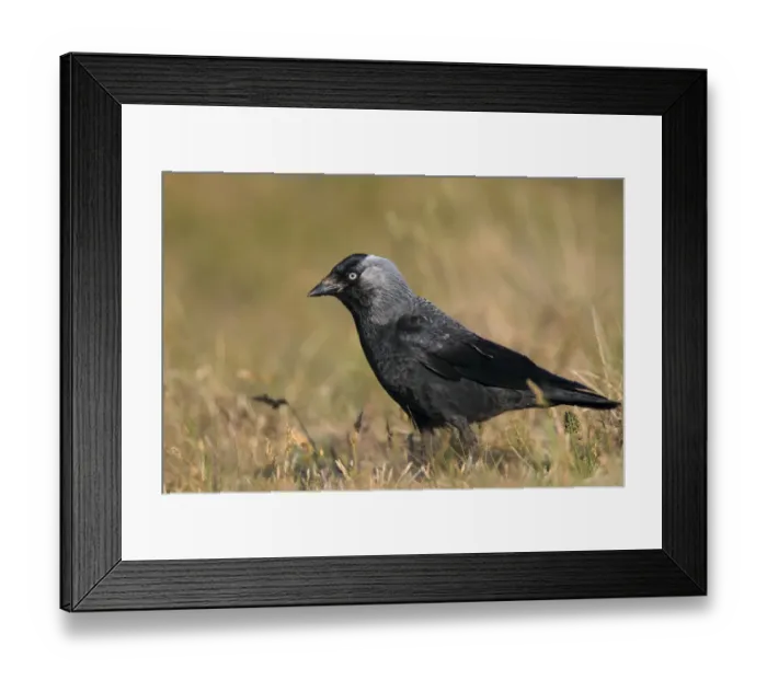 Framed Print : Eurasian Jackdaw (Corvus monedula), Texel, Noord-Holland, The Netherlands Framed Print : Eurasian Jackdaw (Corvus monedula), Texel, Noord-Holland, The Netherlands
