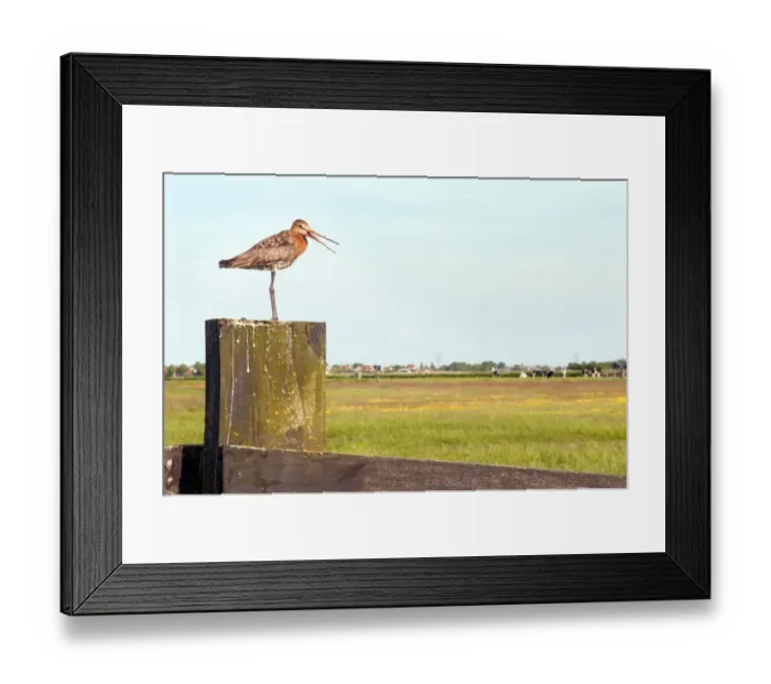 Framed Print : Black-Tailed Godwit (Limosa limosa) standing on a pole, Eilandspolder, Noord-Holland Framed Print : Black-Tailed Godwit (Limosa limosa) standing on a pole, Eilandspolder, Noord-Holland