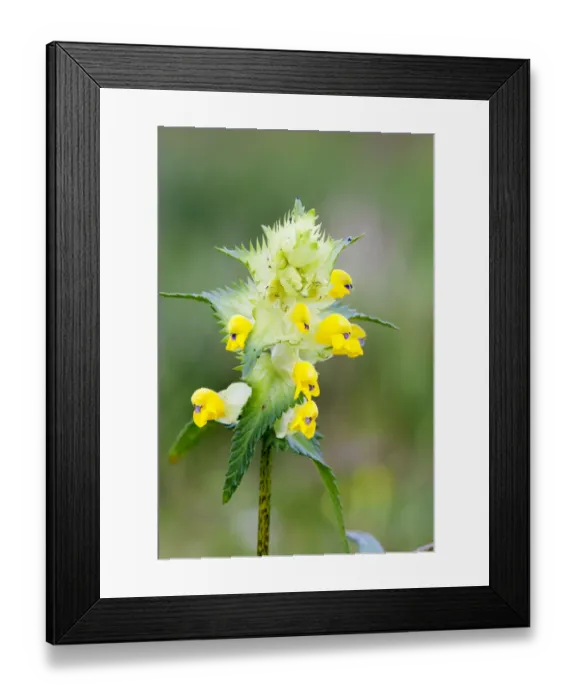 Framed Print : Greater Yellowrattle (Rhinanthus angustifolius) flower, Den Helder, Noord-Holland Framed Print : Greater Yellowrattle (Rhinanthus angustifolius) flower, Den Helder, Noord-Holland
