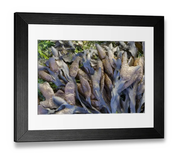 Framed Print : Bladder Wrack (Fucus vesiculosus), Den Helder, Noord-Holland, The Netherlands Framed Print : Bladder Wrack (Fucus vesiculosus), Den Helder, Noord-Holland, The Netherlands