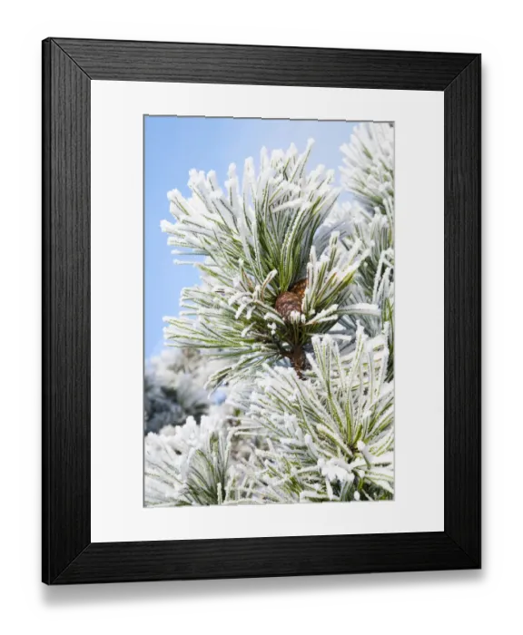 Framed Print : European Black Pine (Pinus nigra) branch covered with rime, Den Helder, Noord-Holland