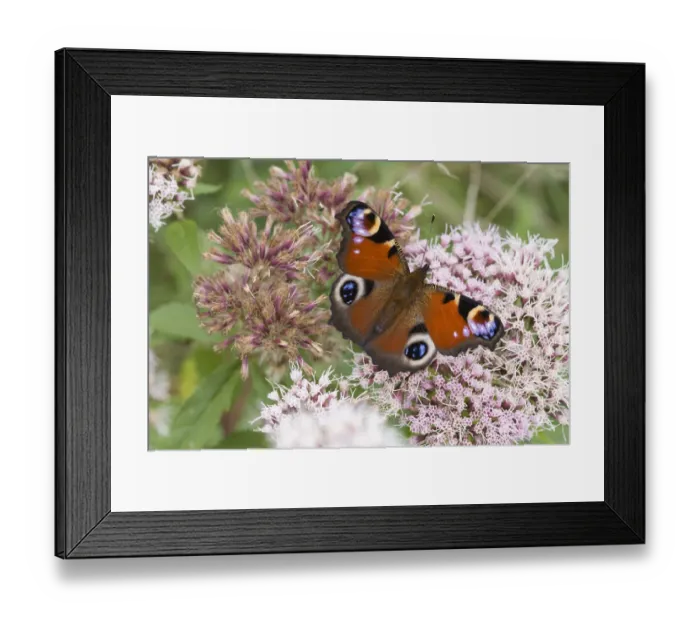 Framed Print : Peacock Butterfly (Inachis io) feeding on nectar from Hemp Agrimony Framed Print : Peacock Butterfly (Inachis io) feeding on nectar from Hemp Agrimony