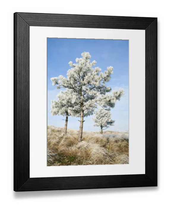 Framed Print : European Black Pine (Pinus nigra) covered with rime, Den Helder, Noord-Holland Framed Print : European Black Pine (Pinus nigra) covered with rime, Den Helder, Noord-Holland