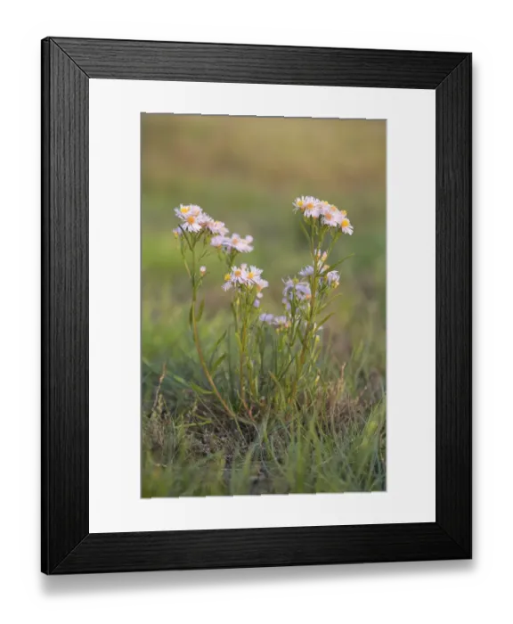 Framed Print : Sea Aster (Aster tripolium) flowering, Den Helder, Noord-Holland, The Netherlands Framed Print : Sea Aster (Aster tripolium) flowering, Den Helder, Noord-Holland, The Netherlands