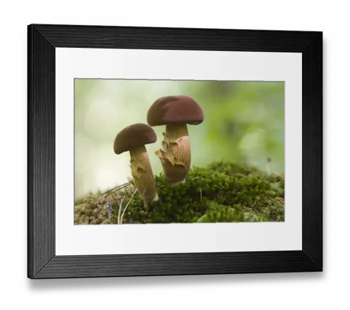 Framed Print : Bay Bolete (Boletus badius) mushrooms, Texel, Noord-Holland, The Netherlands Framed Print : Bay Bolete (Boletus badius) mushrooms, Texel, Noord-Holland, The Netherlands