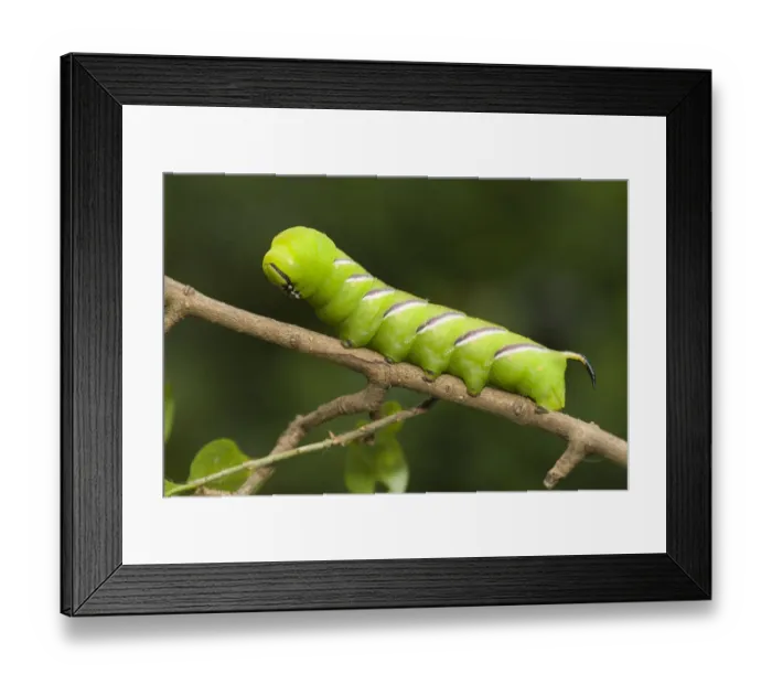 Framed Print : Privet Hawk Moth (Sphinx ligustri) caterpillar on a branch, Den Helder, Noord-Holland Framed Print : Privet Hawk Moth (Sphinx ligustri) caterpillar on a branch, Den Helder, Noord-Holland