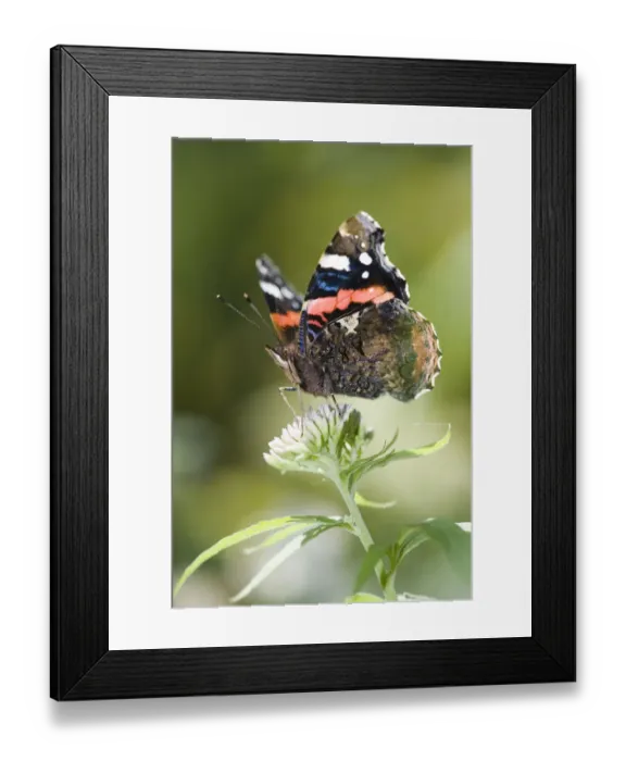 Framed Print : Red Admiral (Vanessa atalanta) butterfly on Hemp Agrimony (Eupatorium cannabinum) Framed Print : Red Admiral (Vanessa atalanta) butterfly on Hemp Agrimony (Eupatorium cannabinum)