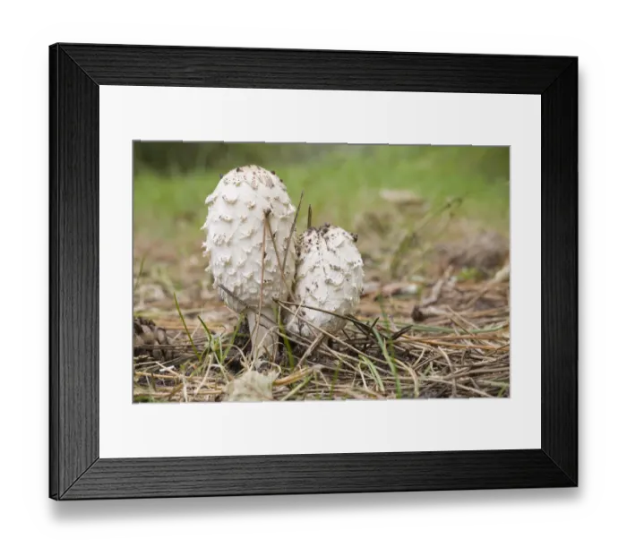 Framed Print : Shaggy Ink Cap (Coprinus comatus) mushrooms, Wieringen, Noord-Holland, The Netherlands Framed Print : Shaggy Ink Cap (Coprinus comatus) mushrooms, Wieringen, Noord-Holland, The Netherlands