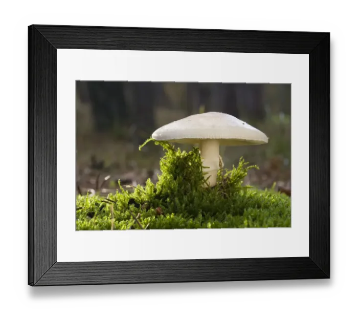 Framed Print : Gemmed Amanita (Amanita gemmata) mushroom, Den Helder, Noord-Holland, The Netherlands Framed Print : Gemmed Amanita (Amanita gemmata) mushroom, Den Helder, Noord-Holland, The Netherlands