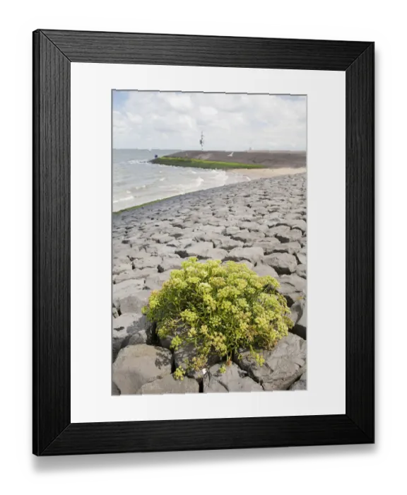 Framed Print : Rock Samphire (Crithmum maritimum) flowering on a dike, Den Helder, Noord-Holland Framed Print : Rock Samphire (Crithmum maritimum) flowering on a dike, Den Helder, Noord-Holland