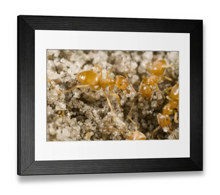 Framed Print : Yellow Turf Ant (Lasius flavus) workers, Den Helder, Noord-Holland, The Netherlands Framed Print : Yellow Turf Ant (Lasius flavus) workers, Den Helder, Noord-Holland, The Netherlands