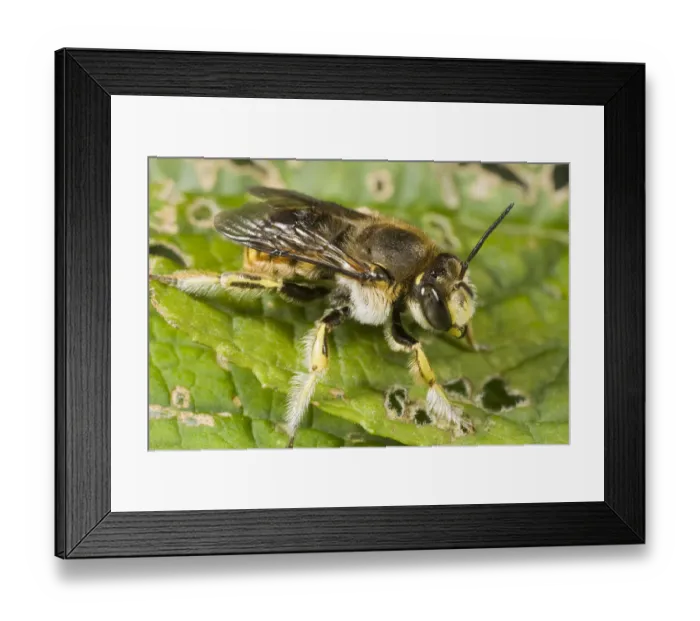 Framed Print : Wool Carder Bee (Anthidium manicatum) male, Den Helder, Noord-Holland, The Netherlands Framed Print : Wool Carder Bee (Anthidium manicatum) male, Den Helder, Noord-Holland, The Netherlands