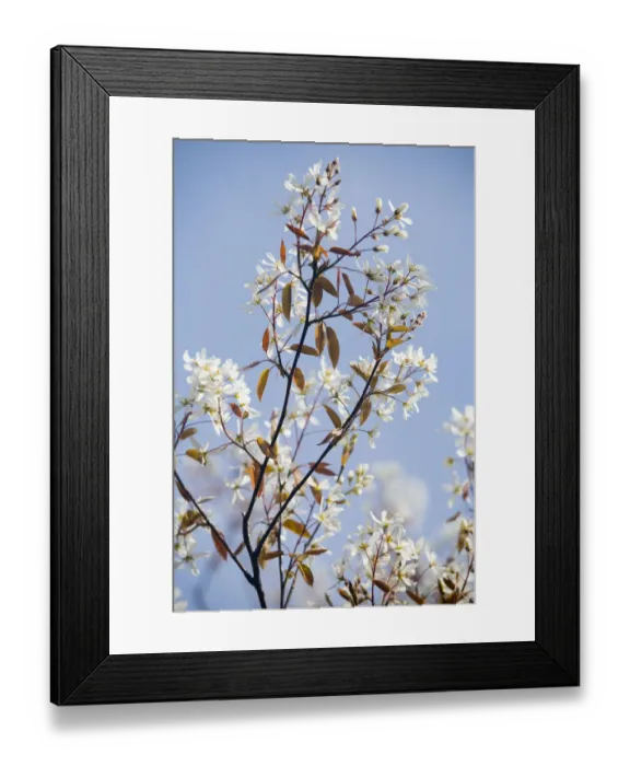 Framed Print : Juneberry (Amelanchier lamarckii) blossoming branches, Den Helder, The Netherlands Framed Print : Juneberry (Amelanchier lamarckii) blossoming branches, Den Helder, The Netherlands