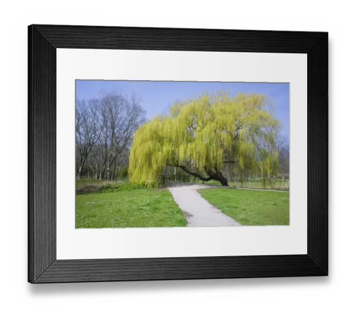 Framed Print : Weeping Willow (Salix sepulcralis) blossoming in a park, Den Helder, The Netherlands Framed Print : Weeping Willow (Salix sepulcralis) blossoming in a park, Den Helder, The Netherlands
