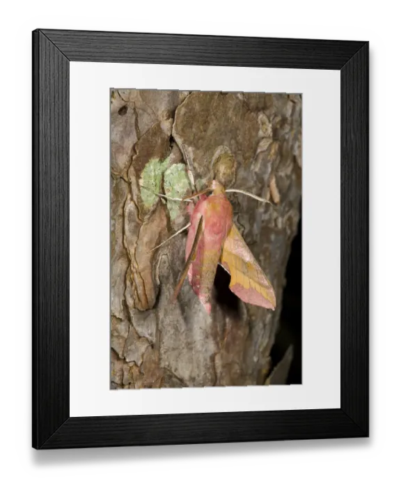 Framed Print : Small Elephant Hawk Moth (Deilephila porcellus), Den Helder, The Netherlands