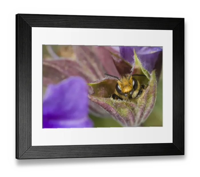 Framed Print : Leafcutter Bee (Megachile centuncularis) male sleeping in flower, Den Helder Framed Print : Leafcutter Bee (Megachile centuncularis) male sleeping in flower, Den Helder