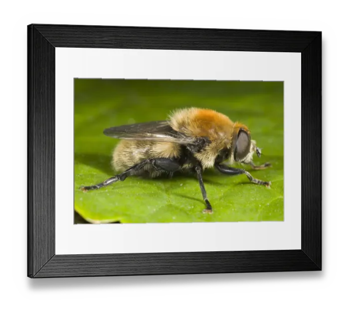 Framed Print : Narcissus Bulb Fly (Merodon equestris), Den Helder, The Netherlands Framed Print : Narcissus Bulb Fly (Merodon equestris), Den Helder, The Netherlands