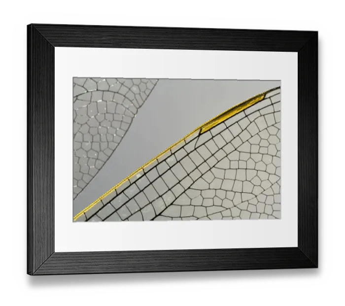 Framed Print : Emperor Dragonfly (Anax imperator) wing, Den Helder, The Netherlands Framed Print : Emperor Dragonfly (Anax imperator) wing, Den Helder, The Netherlands