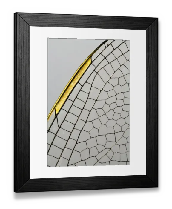 Framed Print : Emperor Dragonfly (Anax imperator) wing, Den Helder, The Netherlands Framed Print : Emperor Dragonfly (Anax imperator) wing, Den Helder, The Netherlands
