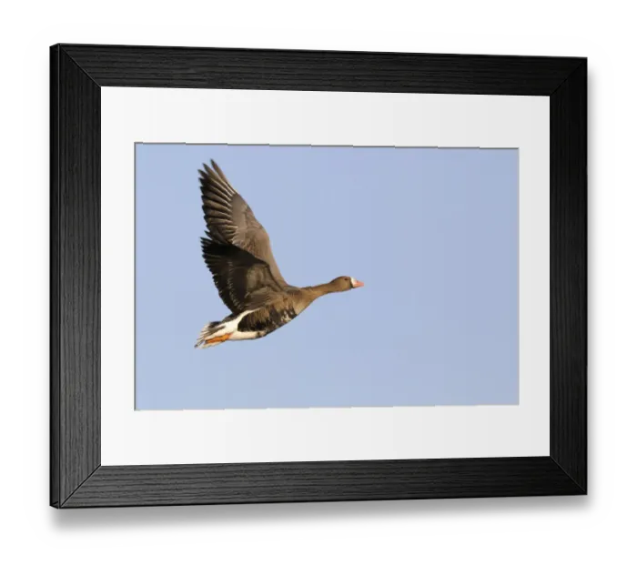 Framed Print : White-fronted Goose (Anser albifrons) flying, Texel, Noord-Holland, The Netherlands Framed Print : White-fronted Goose (Anser albifrons) flying, Texel, Noord-Holland, The Netherlands