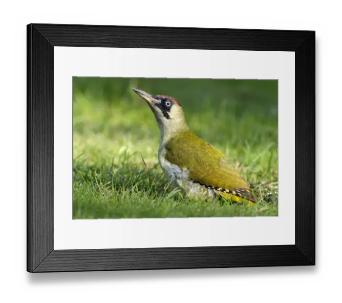 Framed Print : European Green Woodpecker (Picus viridis) in grass, Den Helder, Noord-Holland Framed Print : European Green Woodpecker (Picus viridis) in grass, Den Helder, Noord-Holland