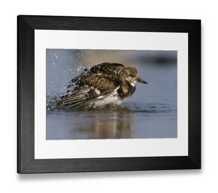 Framed Print : Ruddy Turnstone (Arenaria interpres) bathing, Noord-Holland, The Netherlands Framed Print : Ruddy Turnstone (Arenaria interpres) bathing, Noord-Holland, The Netherlands