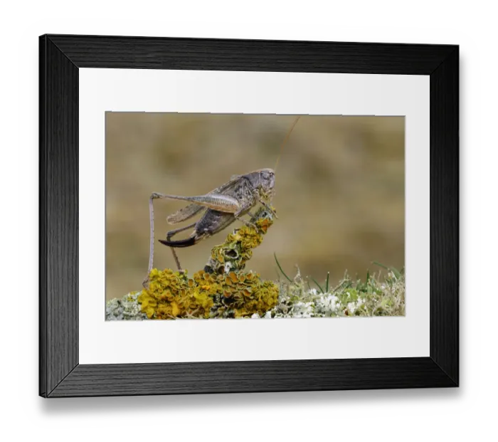 Framed Print : Grey Bush Cricket (Platycleis albopunctata) on lichen, Noord-Holland, The Netherlands Framed Print : Grey Bush Cricket (Platycleis albopunctata) on lichen, Noord-Holland, The Netherlands