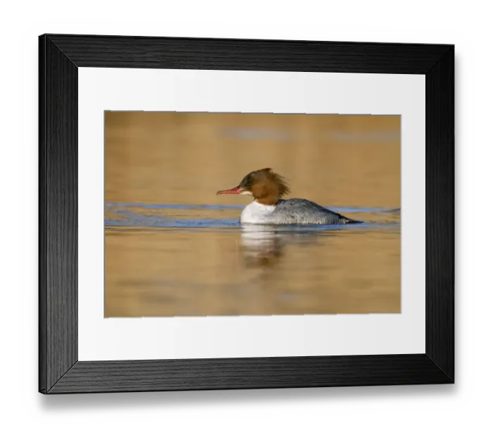 Framed Print : Common Merganser (Mergus merganser) female, Den Oever, Noord-Holland, The Netherlands