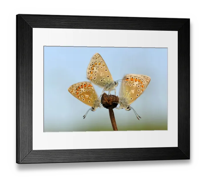 Framed Print : Common Blue (Polyommatus icarus) butterflies sunning, Noord-Holland, The Netherlands Framed Print : Common Blue (Polyommatus icarus) butterflies sunning, Noord-Holland, The Netherlands