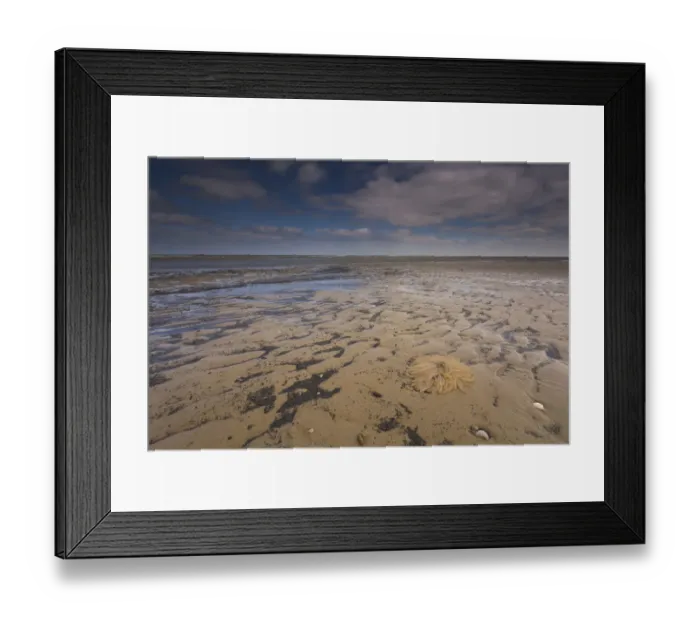 Framed Print : egg cords of European Squid (Loligo vulgaris) on the beach, The Netherlands Framed Print : egg cords of European Squid (Loligo vulgaris) on the beach, The Netherlands