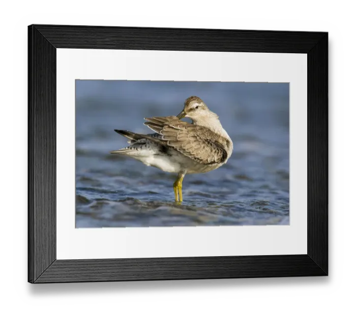 Framed Print : Red Knot (Calidris canutus) preening, Noord-Holland, The Netherlands Framed Print : Red Knot (Calidris canutus) preening, Noord-Holland, The Netherlands