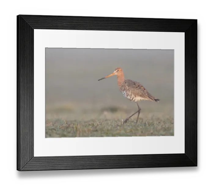 Framed Print : Black-tailed Godwit (Limosa limosa) walking on grassland in the early morning Framed Print : Black-tailed Godwit (Limosa limosa) walking on grassland in the early morning