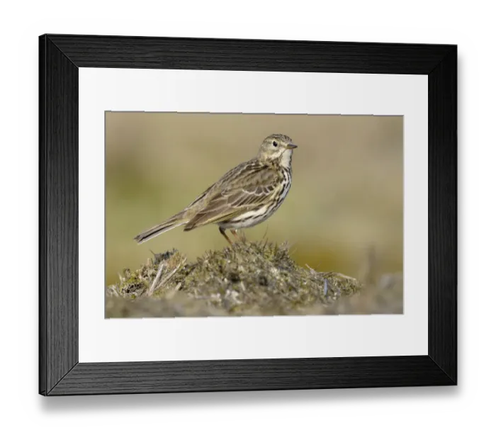Framed Print : Meadow Pipit (Anthus pratensis), Noord-Holland, The Netherlands Framed Print : Meadow Pipit (Anthus pratensis), Noord-Holland, The Netherlands
