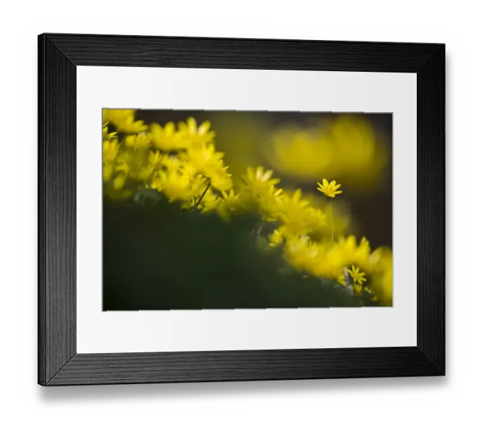 Framed Print : Lesser Celandine (Ranunculus ficaria) flowering on shore, The Netherlands, Noord-Holland Framed Print : Lesser Celandine (Ranunculus ficaria) flowering on shore, The Netherlands, Noord-Holland