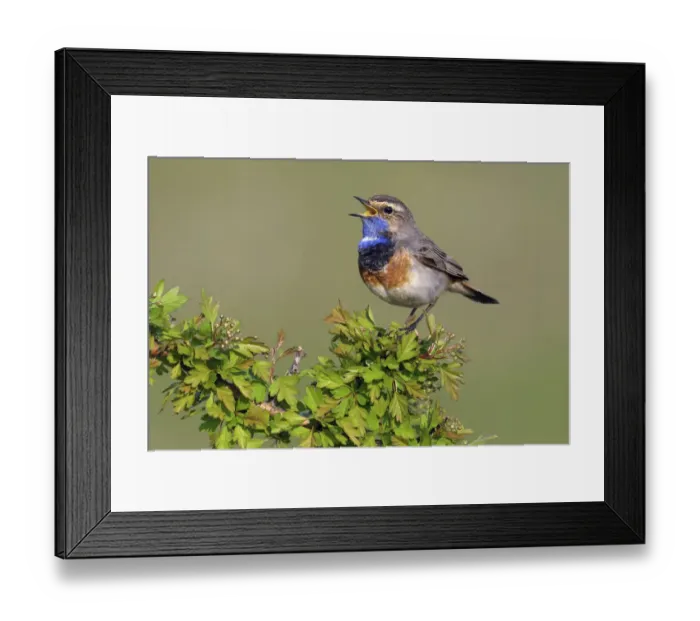 Framed Print : Bluethroat (Luscinia svecica) male singing, Noord-Holland, The Netherlands