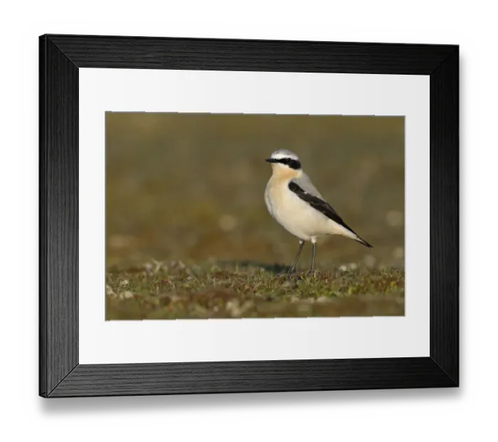 Framed Print : Northern Wheatear (Oenanthe oenanthe), Noord-Holland, The Netherlands